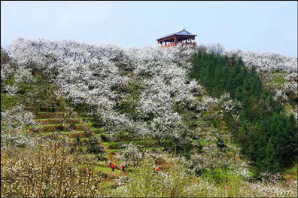【春天，广西桂林灌阳县向您发出邀请！】我们在灌阳看梨花 - 游山玩水 - 潜江生活社区 - 潜江28生活网 qianjiang.28life.net