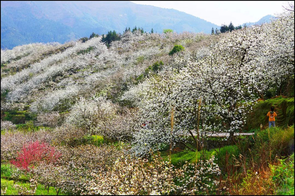 【春天，广西桂林灌阳县向您发出邀请！】我们在灌阳看梨花 - 游山玩水 - 潜江生活社区 - 潜江28生活网 qianjiang.28life.net