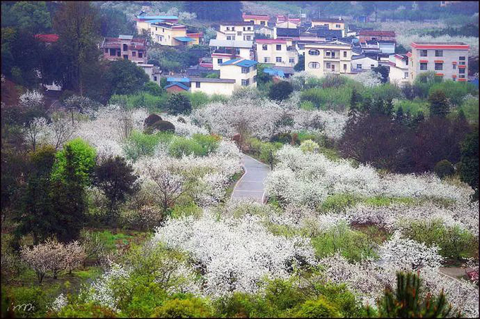 【春天，广西桂林灌阳县向您发出邀请！】我们在灌阳看梨花 - 游山玩水 - 潜江生活社区 - 潜江28生活网 qianjiang.28life.net