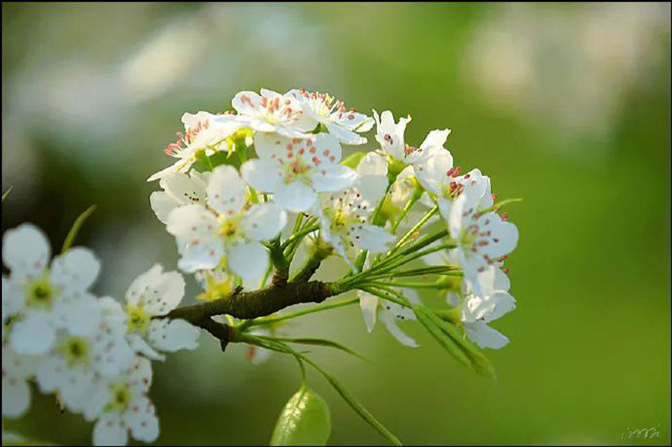 【春天，广西桂林灌阳县向您发出邀请！】我们在灌阳看梨花 - 游山玩水 - 潜江生活社区 - 潜江28生活网 qianjiang.28life.net