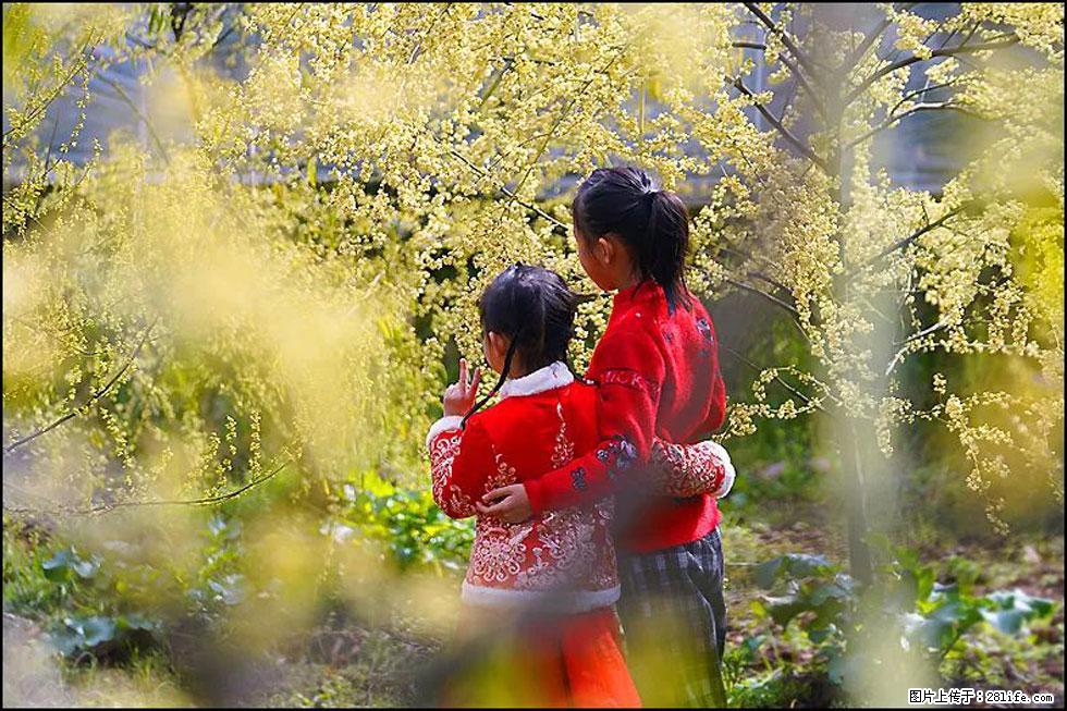 【春天，广西桂林灌阳县向您发出邀请！】米珠山前有片山苍子花在飘香 - 游山玩水 - 潜江生活社区 - 潜江28生活网 qianjiang.28life.net