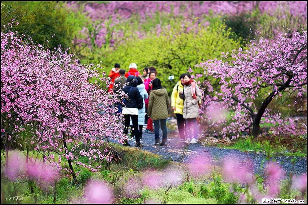 【春天，广西桂林灌阳县向您发出邀请！】官庄村有个醉美的桃花园 - 游山玩水 - 潜江生活社区 - 潜江28生活网 qianjiang.28life.net