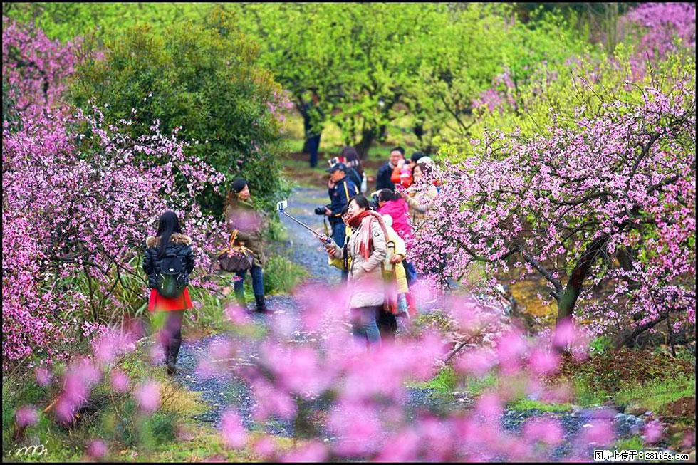 【春天，广西桂林灌阳县向您发出邀请！】官庄村有个醉美的桃花园 - 游山玩水 - 潜江生活社区 - 潜江28生活网 qianjiang.28life.net