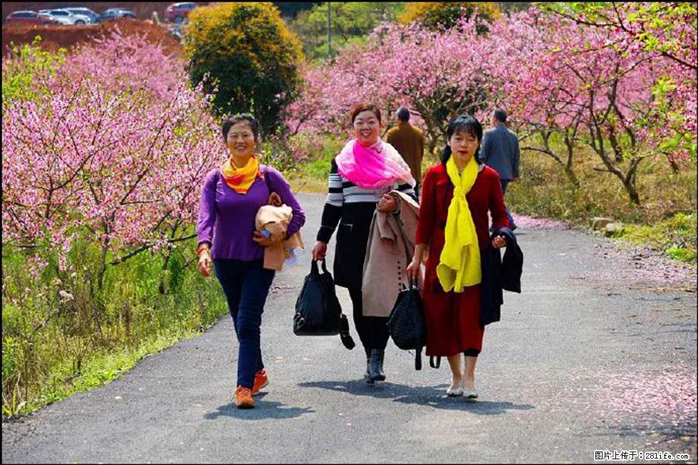 【春天，广西桂林灌阳县向您发出邀请！】官庄村有个醉美的桃花园 - 游山玩水 - 潜江生活社区 - 潜江28生活网 qianjiang.28life.net