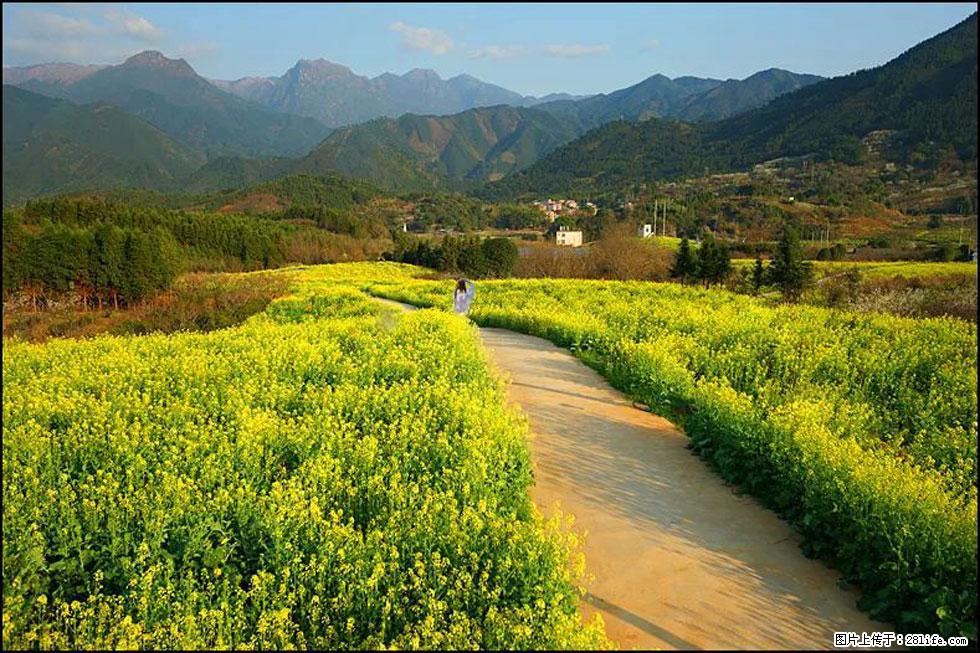 【春天，广西桂林灌阳县向您发出邀请！】长坪村油菜盛情花开 - 游山玩水 - 潜江生活社区 - 潜江28生活网 qianjiang.28life.net