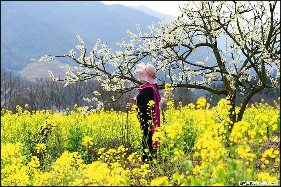 【春天，广西桂林灌阳县向您发出邀请！】长坪村油菜盛情花开 - 游山玩水 - 潜江生活社区 - 潜江28生活网 qianjiang.28life.net