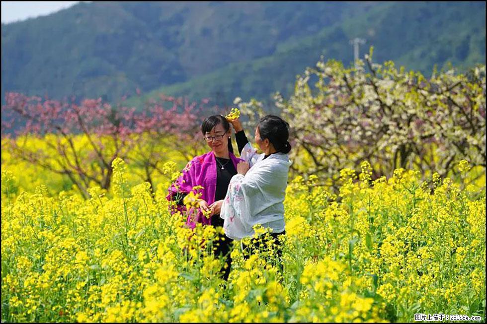 【春天，广西桂林灌阳县向您发出邀请！】长坪村油菜盛情花开 - 游山玩水 - 潜江生活社区 - 潜江28生活网 qianjiang.28life.net