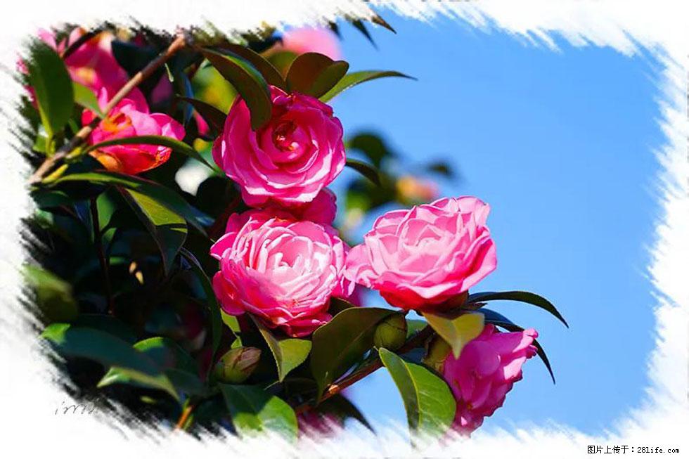 【春天，广西桂林灌阳县向您发出邀请！】杨柳井茶花惹人爱 - 游山玩水 - 潜江生活社区 - 潜江28生活网 qianjiang.28life.net