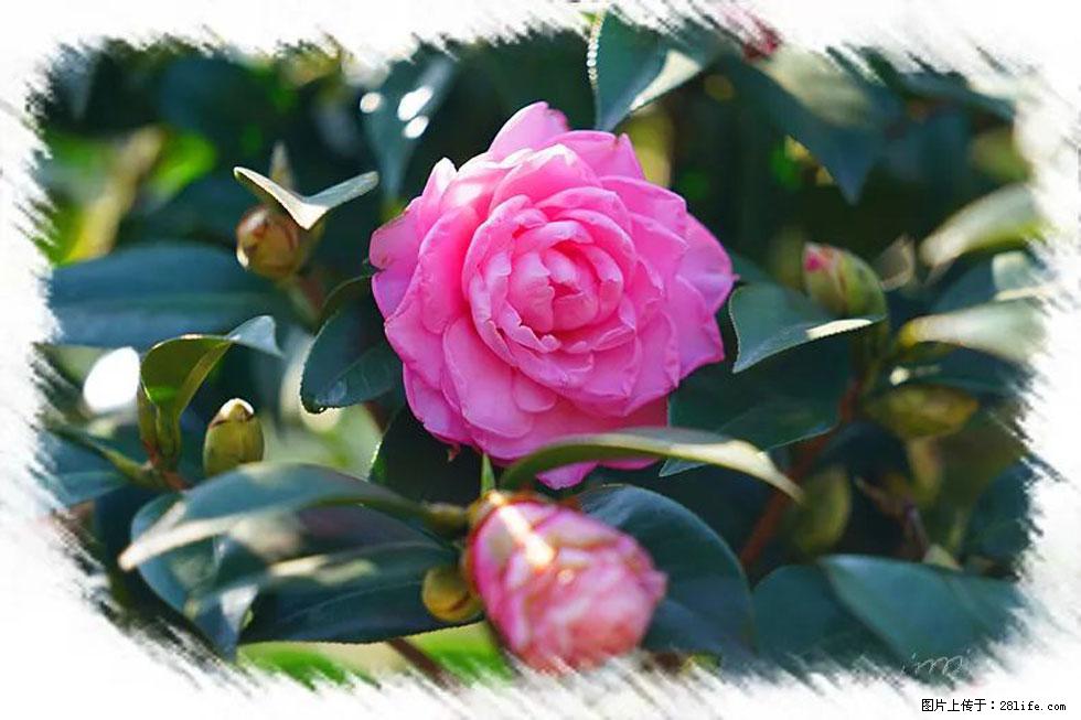【春天，广西桂林灌阳县向您发出邀请！】杨柳井茶花惹人爱 - 游山玩水 - 潜江生活社区 - 潜江28生活网 qianjiang.28life.net