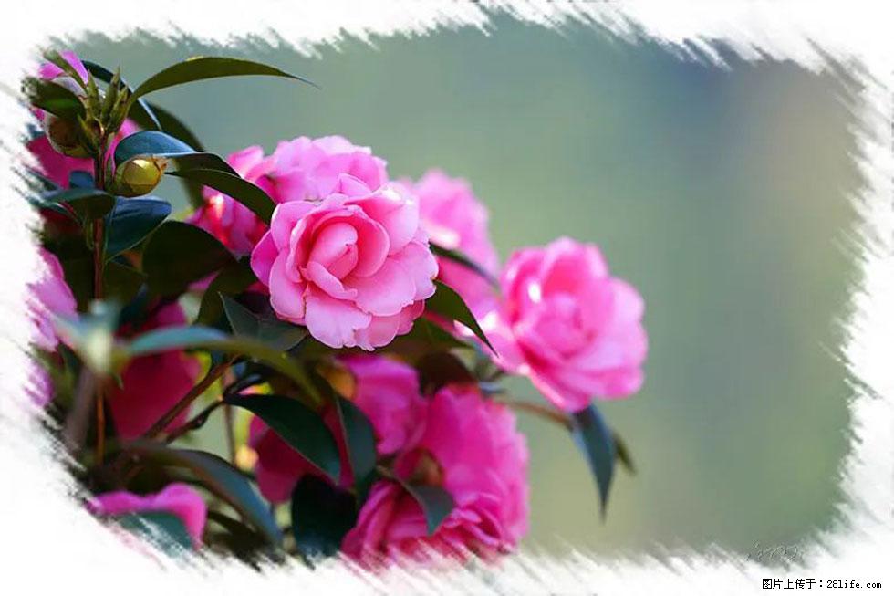 【春天，广西桂林灌阳县向您发出邀请！】杨柳井茶花惹人爱 - 游山玩水 - 潜江生活社区 - 潜江28生活网 qianjiang.28life.net