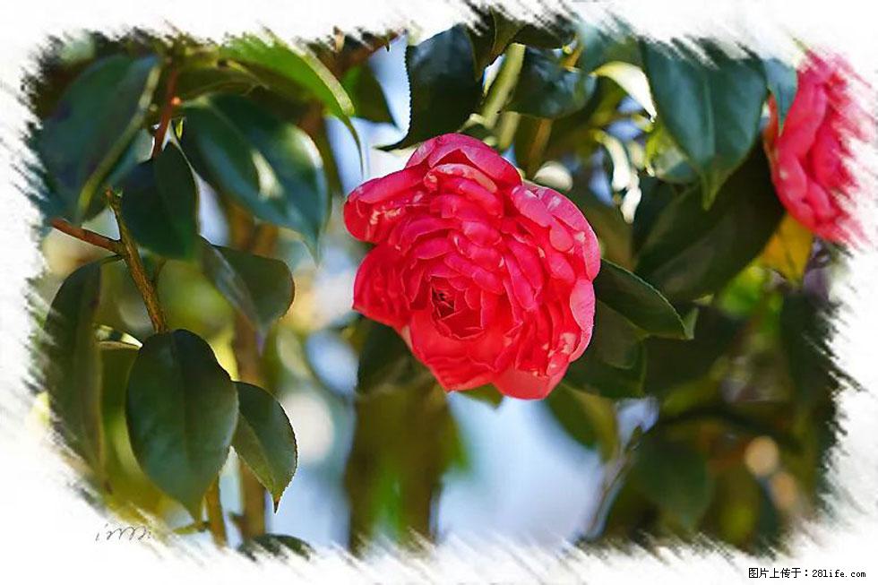 【春天，广西桂林灌阳县向您发出邀请！】杨柳井茶花惹人爱 - 游山玩水 - 潜江生活社区 - 潜江28生活网 qianjiang.28life.net