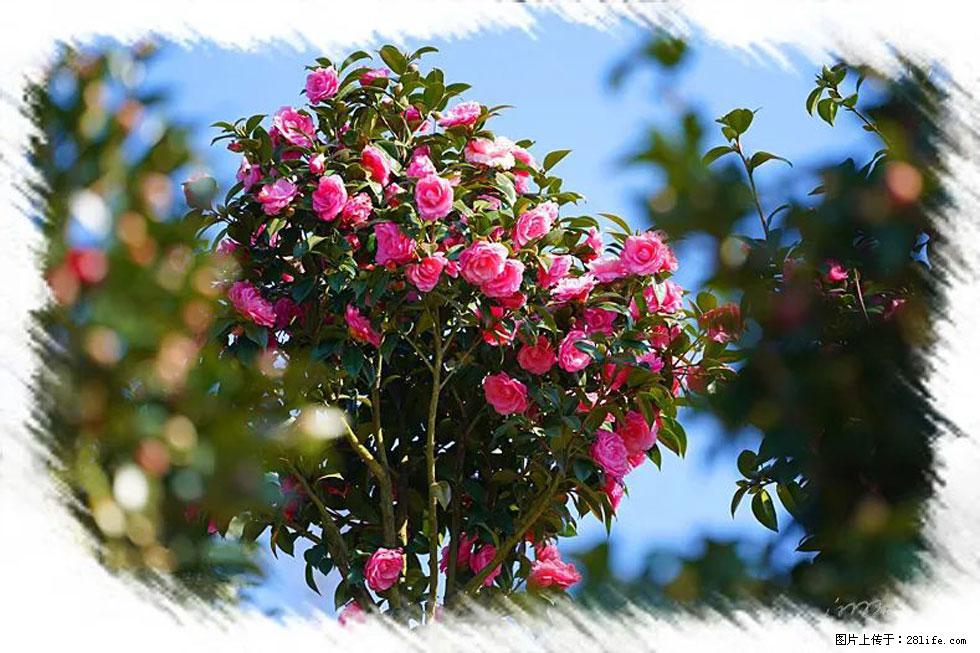 【春天，广西桂林灌阳县向您发出邀请！】杨柳井茶花惹人爱 - 游山玩水 - 潜江生活社区 - 潜江28生活网 qianjiang.28life.net