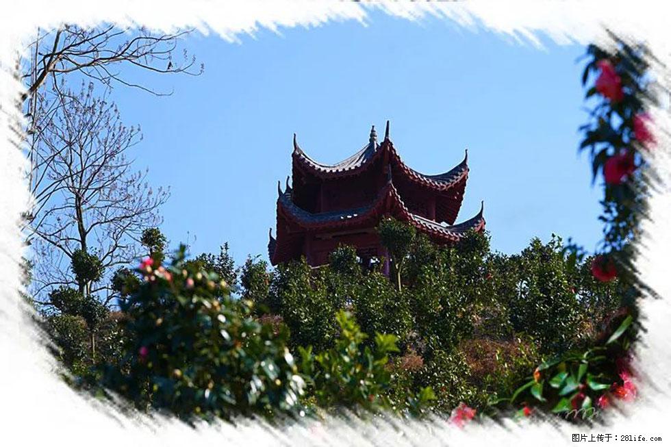 【春天，广西桂林灌阳县向您发出邀请！】杨柳井茶花惹人爱 - 游山玩水 - 潜江生活社区 - 潜江28生活网 qianjiang.28life.net