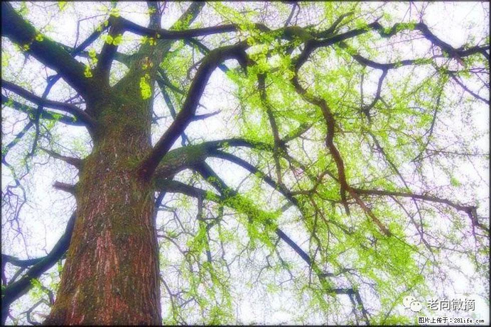 【春天，广西桂林灌阳县向您发出邀请！】在小龙村与春天约会 - 游山玩水 - 潜江生活社区 - 潜江28生活网 qianjiang.28life.net