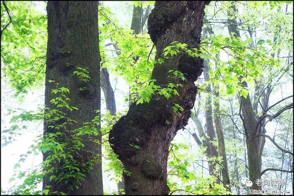 【春天，广西桂林灌阳县向您发出邀请！】在小龙村与春天约会 - 游山玩水 - 潜江生活社区 - 潜江28生活网 qianjiang.28life.net