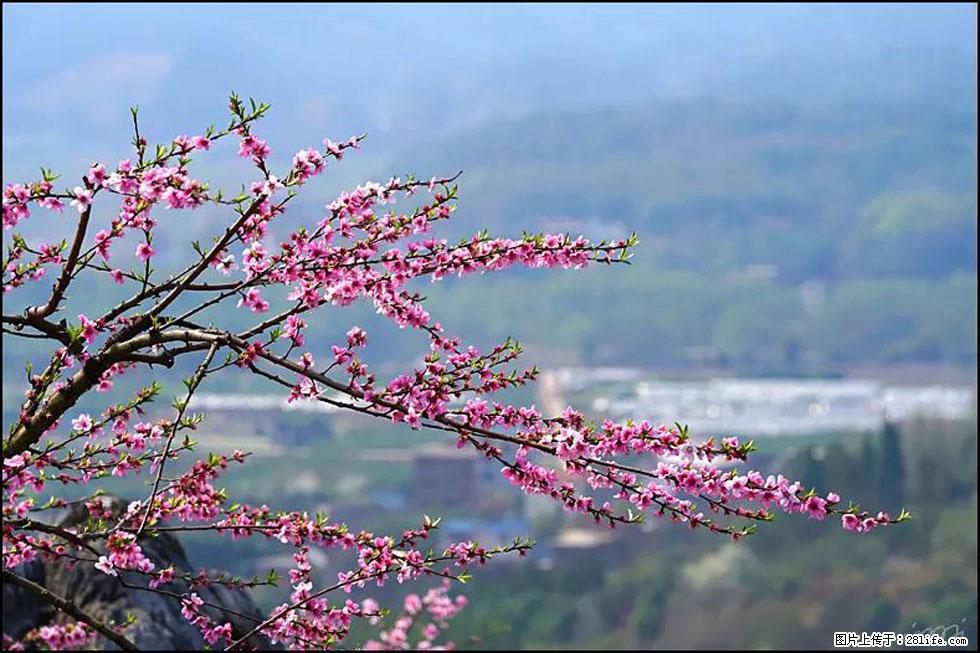 【春天，广西桂林灌阳县向您发出邀请！】望月岭上桃花开 - 游山玩水 - 潜江生活社区 - 潜江28生活网 qianjiang.28life.net