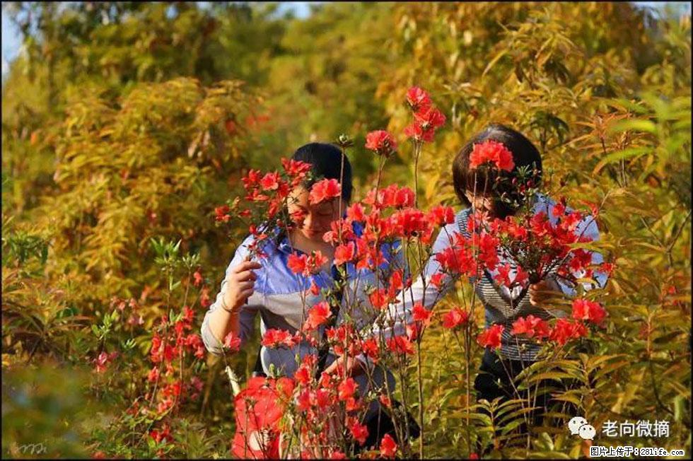 【春天，广西桂林灌阳县向您发出邀请！】登麒麟山，相约映山红 - 游山玩水 - 潜江生活社区 - 潜江28生活网 qianjiang.28life.net