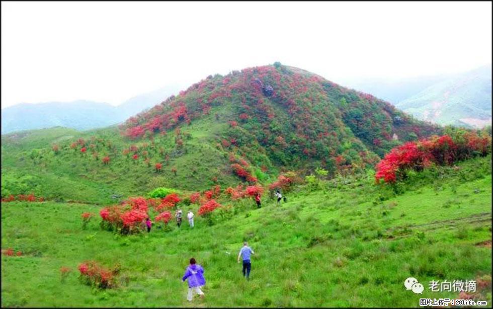 【春天，广西桂林灌阳县向您发出邀请！】宝盖山上映山红 - 游山玩水 - 潜江生活社区 - 潜江28生活网 qianjiang.28life.net