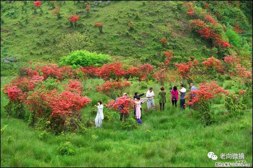 【春天，广西桂林灌阳县向您发出邀请！】宝盖山上映山红 - 游山玩水 - 潜江生活社区 - 潜江28生活网 qianjiang.28life.net