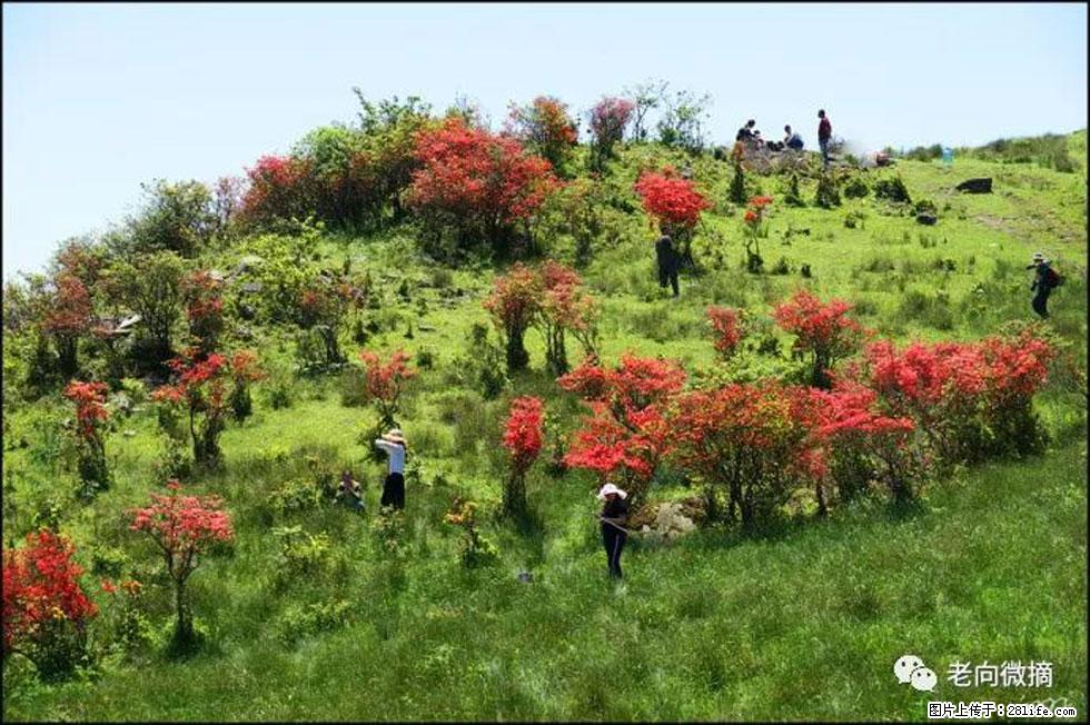 【春天，广西桂林灌阳县向您发出邀请！】宝盖山上映山红 - 游山玩水 - 潜江生活社区 - 潜江28生活网 qianjiang.28life.net