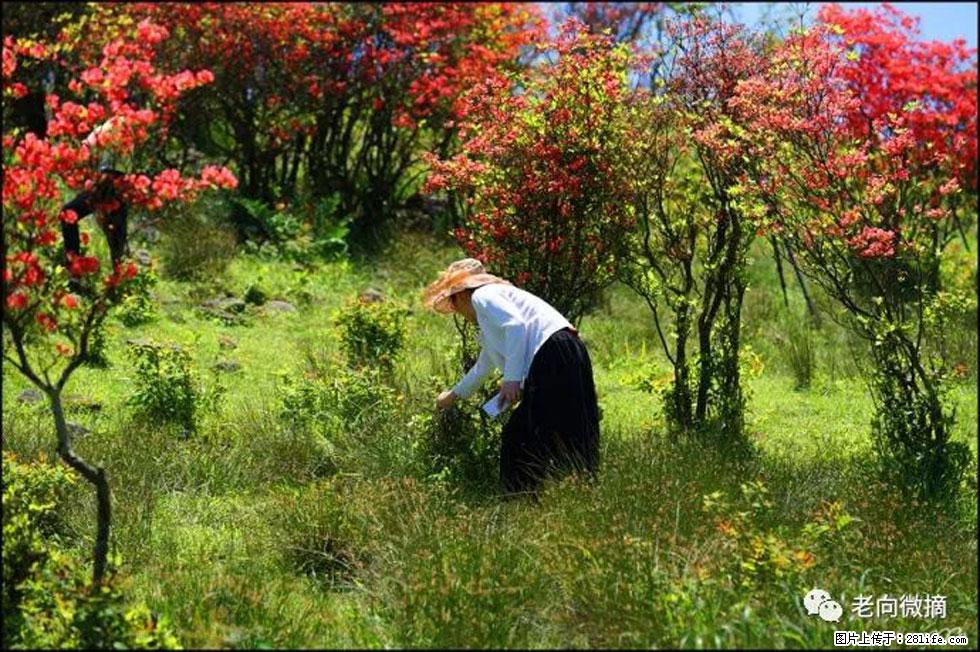 【春天，广西桂林灌阳县向您发出邀请！】宝盖山上映山红 - 游山玩水 - 潜江生活社区 - 潜江28生活网 qianjiang.28life.net