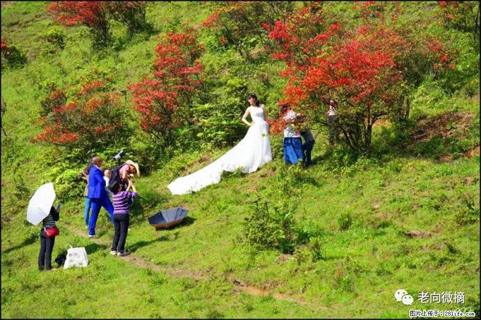 【春天，广西桂林灌阳县向您发出邀请！】宝盖山上映山红 - 游山玩水 - 潜江生活社区 - 潜江28生活网 qianjiang.28life.net