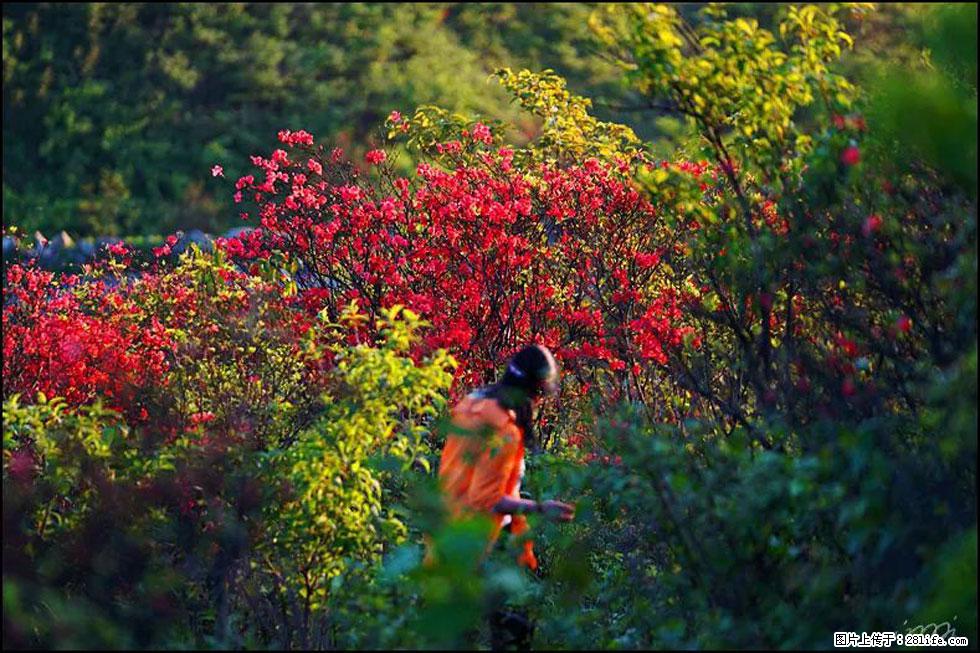 【春天，广西桂林灌阳县向您发出邀请！】春木界上映山红 - 游山玩水 - 潜江生活社区 - 潜江28生活网 qianjiang.28life.net