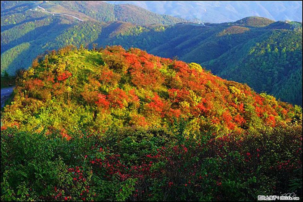 【春天，广西桂林灌阳县向您发出邀请！】春木界上映山红 - 游山玩水 - 潜江生活社区 - 潜江28生活网 qianjiang.28life.net