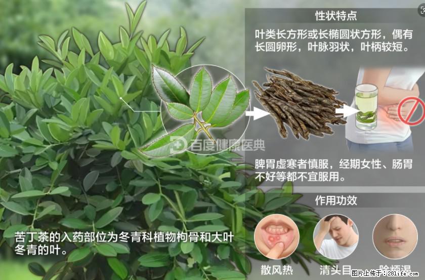苦丁茶有哪些功效和作用 - 生活百科 - 潜江生活社区 - 潜江28生活网 qianjiang.28life.net