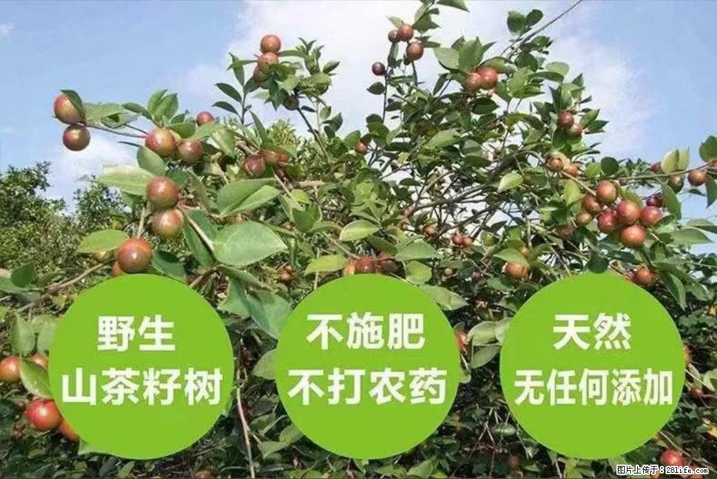 【灌阳县油茶产业示范区】一个有着充实的精神生活的人，对待身外之物自会有一种淡泊的态度 - 美食天地 - 潜江生活社区 - 潜江28生活网 qianjiang.28life.net