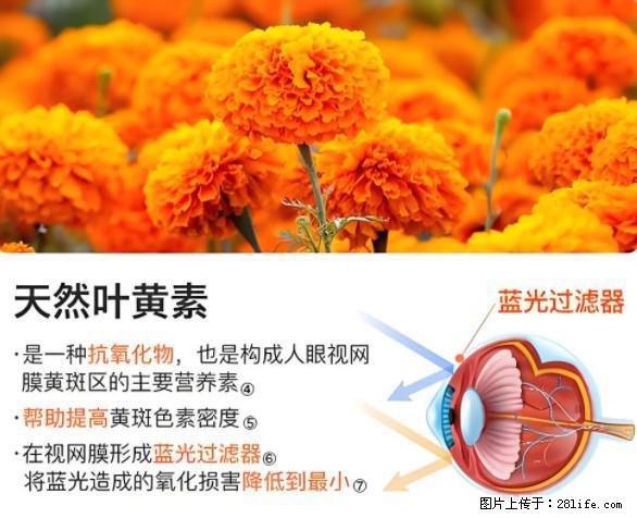 叶黄素有什么功效和作用 - 生活百科 - 潜江生活社区 - 潜江28生活网 qianjiang.28life.net