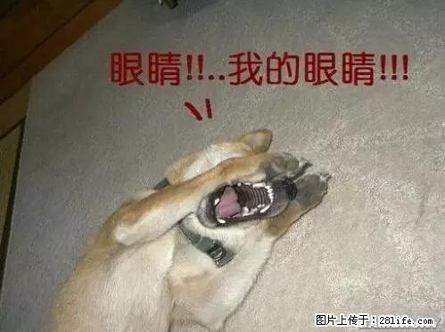 笑癫了！一女的怀孕三年未生，他终于忍不住了... - 娱乐八卦 - 潜江生活社区 - 潜江28生活网 qianjiang.28life.net