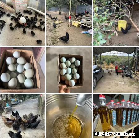 油茶园从小鸡仔开始养起的纯土鸡、土鸡蛋可以预定啦！还有前几天刚榨的纯山茶油哦 - 美食天地 - 潜江生活社区 - 潜江28生活网 qianjiang.28life.net