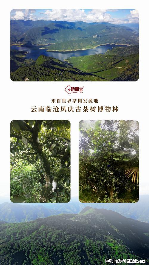 时间果百年古树2025年春红茶 - 购物交流 - 潜江生活社区 - 潜江28生活网 qianjiang.28life.net