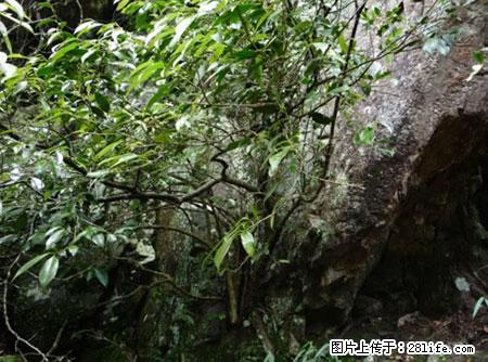 平乐石崖茶，珍贵仅次于金花茶 - 潜江生活资讯 - 潜江28生活网 qianjiang.28life.net