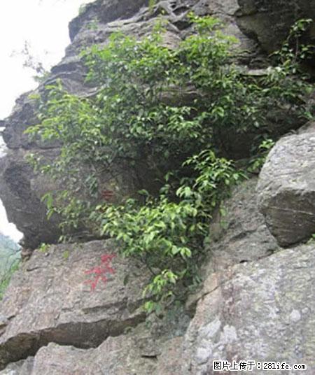 平乐石崖茶，珍贵仅次于金花茶 - 潜江生活资讯 - 潜江28生活网 qianjiang.28life.net