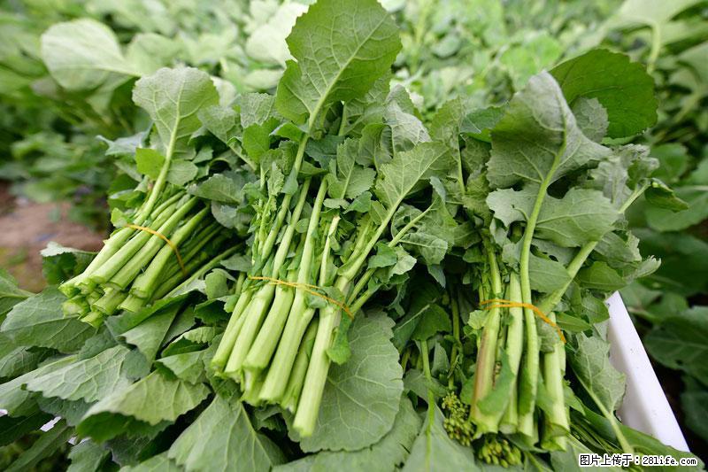 这些蔬菜是“天然钙片”，这6种被医生重点推荐 - 潜江生活资讯 - 潜江28生活网 qianjiang.28life.net